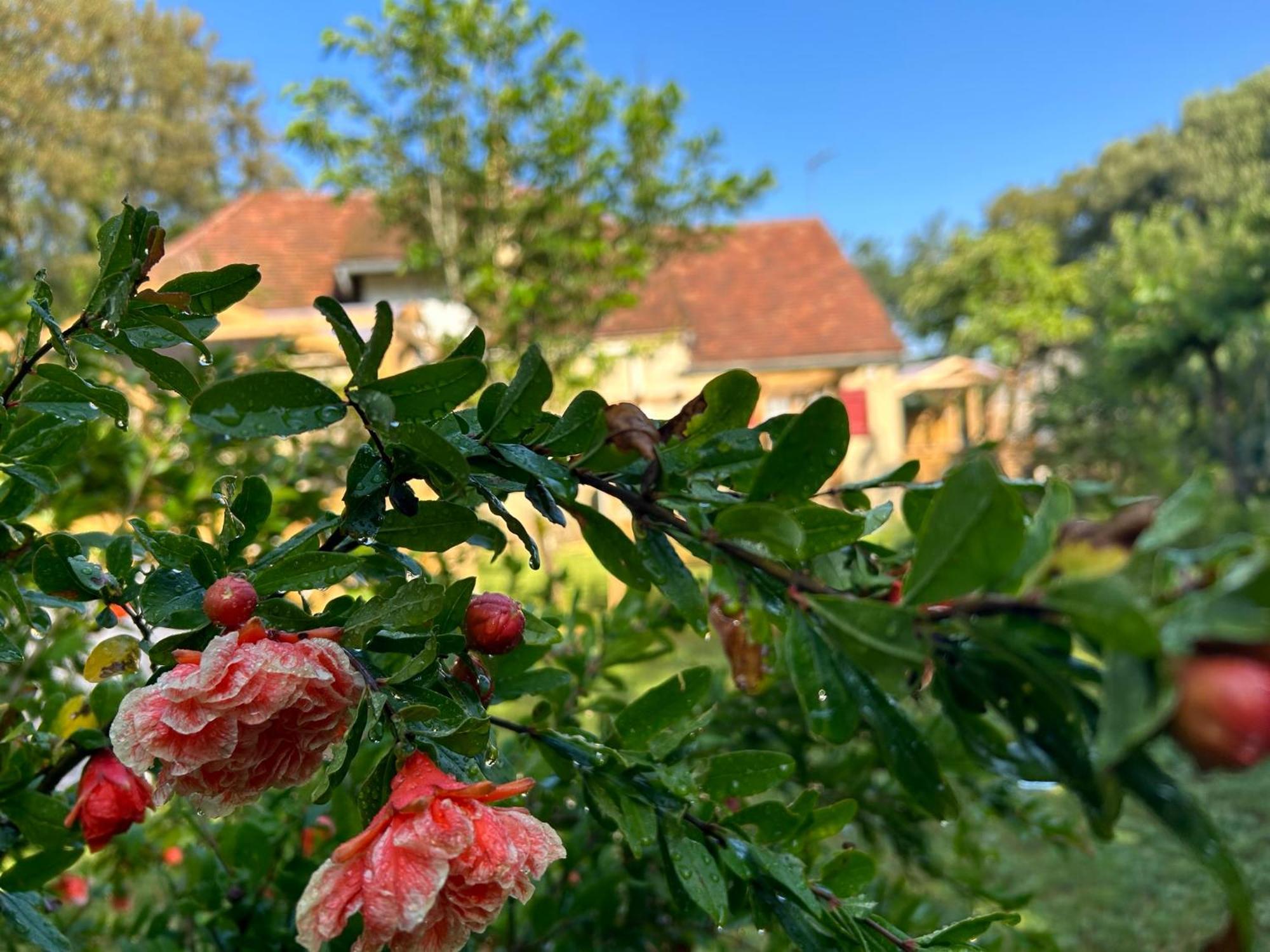 Le Domaine De La Claire Fontaine Gites -Chambres D'Hotes Montvalent Zewnętrze zdjęcie